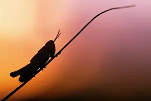 Mutation: Meadow Grasshopper