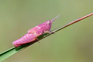 Mutation: Meadow Grasshopper