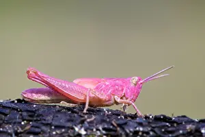 Mutation: Meadow Grasshopper