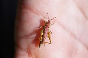 Mutation: Meadow Grasshopper