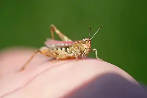 Mutation: Meadow Grasshopper