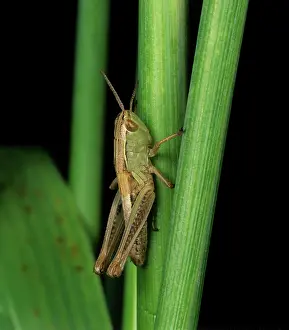 Parallelus: Meadow grasshopper