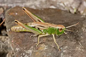 Grasshopper: Meadow Grasshopper