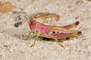 Grasshopper: Meadow Grasshopper