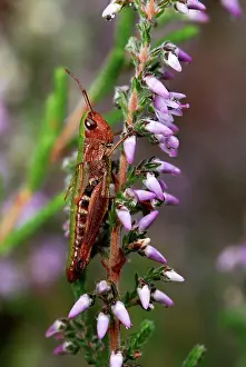 Grasshoppers: Meadow Grasshopper - on heather