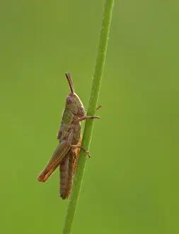 Parallelus: Meadow Grasshopper July