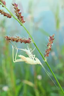 Katydid: Meadow Katydid