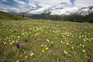 Sasso: Meadow masses of spring flowers including Viola