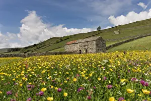 Buttercups: Meadow - Muker - Yorkshire Dales - UK