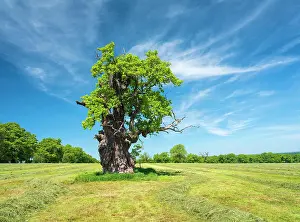 Quercus: Meadow with old gnarled solitary english oak (Quercus