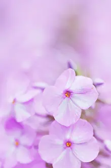 Maculata: Meadow phlox