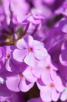 Maculata: Meadow phlox, Phlox maculata Alpha, close view