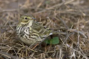 Pipits: Meadow Pipit