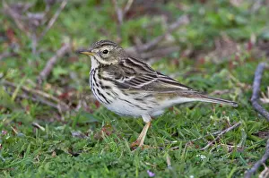 Anthus: Meadow Pipit