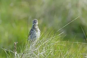 Anthus: Meadow Pipit