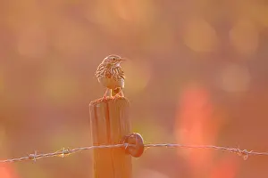 Anthus: Meadow Pipit