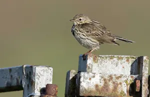 Anthus: Meadow Pipit