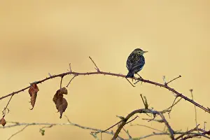 Anthus: Meadow Pipit
