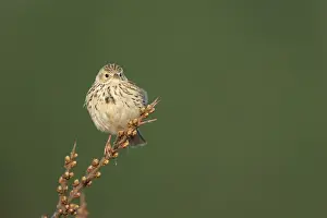 Anthus: Meadow Pipit