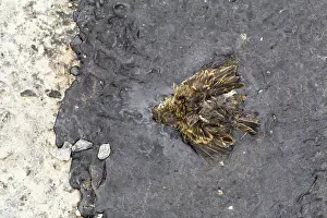Accident: Meadow Pipit