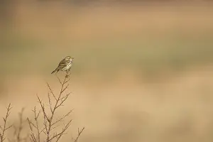 Anthus: Meadow Pipit