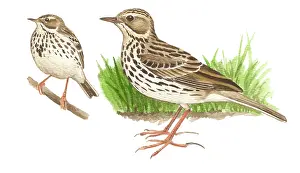 Anthus: Meadow Pipit