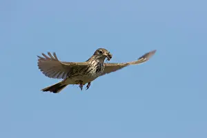 Anthus: Meadow Pipit - adult bird in flight - Germany