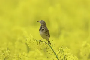 Anthus: Meadow Pipit - adult bird in flowering rape field - Germany
