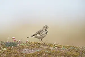 Anthus: Meadow Pipit - adult bird - Germany