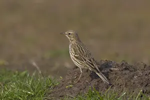 Anthus: Meadow Pipit - adult bird - Germany Meadow Pipit