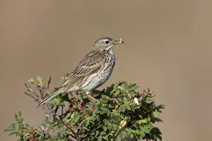 Anthus: Meadow Pipit - adult bird perched on a twig - Germany