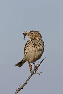 Anthus: Meadow Pipit - adult bird perched on a twig - Germany
