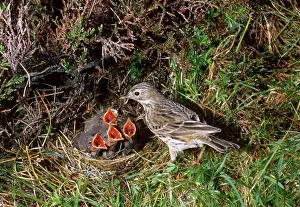 Pipits: MEADOW PIPIT - adult with fledglings in nest