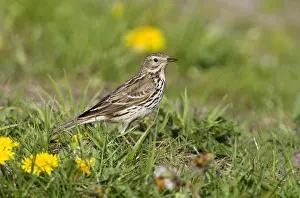 Anthus: Meadow Pipit (Anthus pratensis) standing om mea