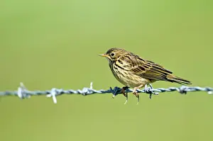Anthus: Meadow Pipit - on barbed wire