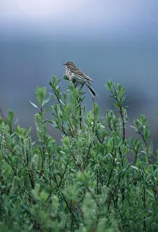 Pipit: MEADOW PIPIT - on top of bush