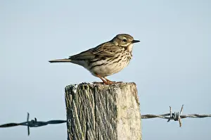 Anthus: Meadow Pipit - on fence post
