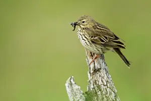 Anthus: Meadow Pipit - with food in beak