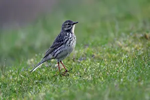 Pipits: Meadow Pipit - on meadow