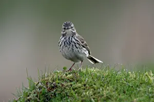 Pipits: Meadow Pipit - on meadow