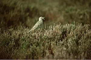 Pipit: MEADOW PIPIT - near nest, with food for young