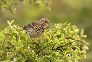 Anthus: Meadow Pipit - perched on top of a bush looking