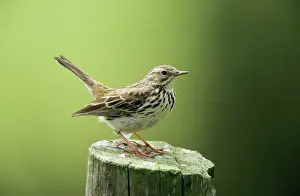 Pipits: Meadow PIPIT - Perched on post