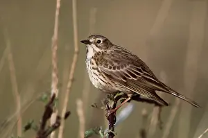 Pipit: MEADOW PIPIT - perched on twig