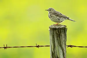 Anthus: Meadow Pipit - on post with buttercup meadow in background