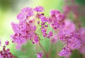 Thalictrum: Meadow rue