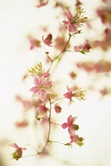 Thalictrum: Meadow Rue