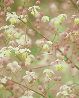 Thalictrum: Meadow Rue