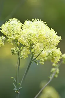 Thalictrum: Meadow rue