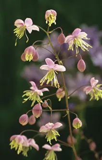 Thalictrum: Meadow Rue